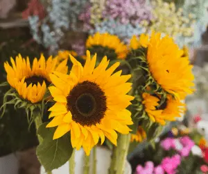 A close up of a vase filled with vibrant yellow sunflowers with other flowers in the background