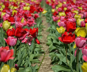 A vibrant field filled with blooming red, yellow, and pink tulips swaying gently in the breeze
