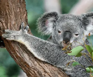 A close up of a Koala bear holding a branch