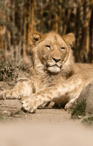 A close up of a lion laid down in the sunshine